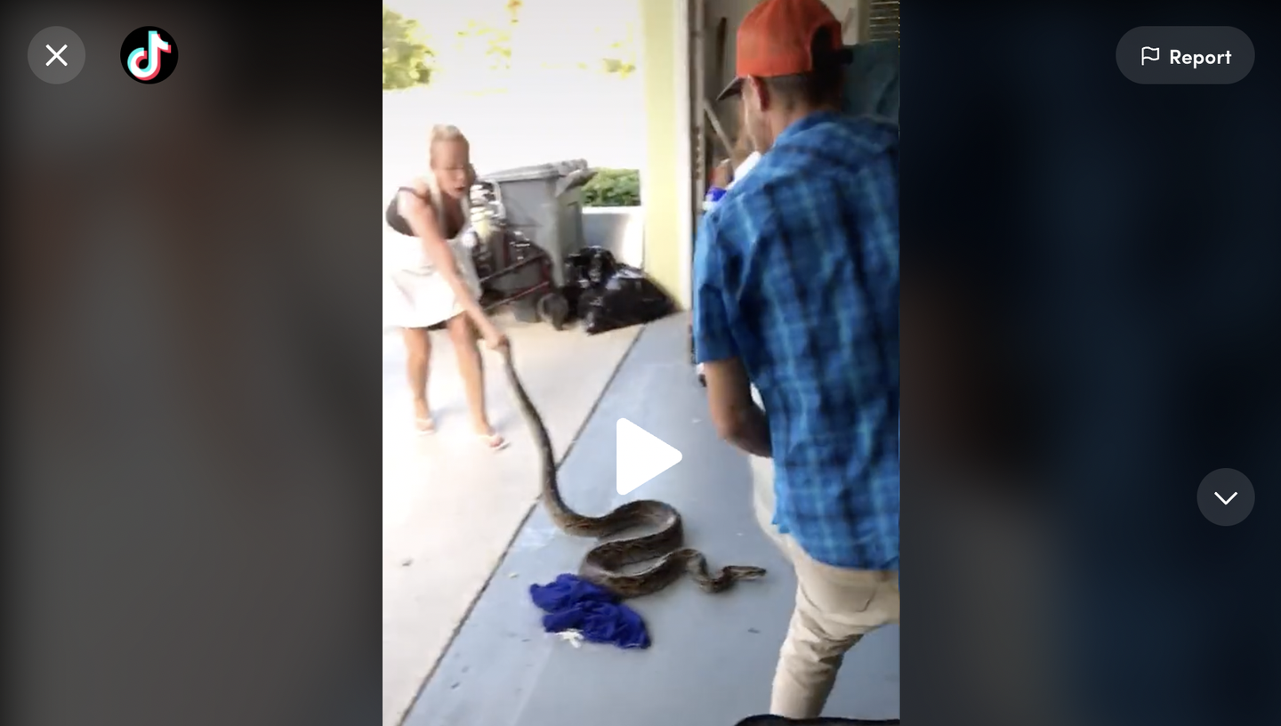Video: Watch Florida Mom Drag Python Out From Under Car—in Flip Flops