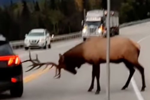 Watch a Rutting Bull Elk Ram a Hyundai in Canada