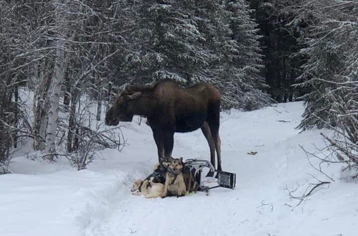 Iditarod Dog-Sled Team Trampled in Alaska Moose Attack