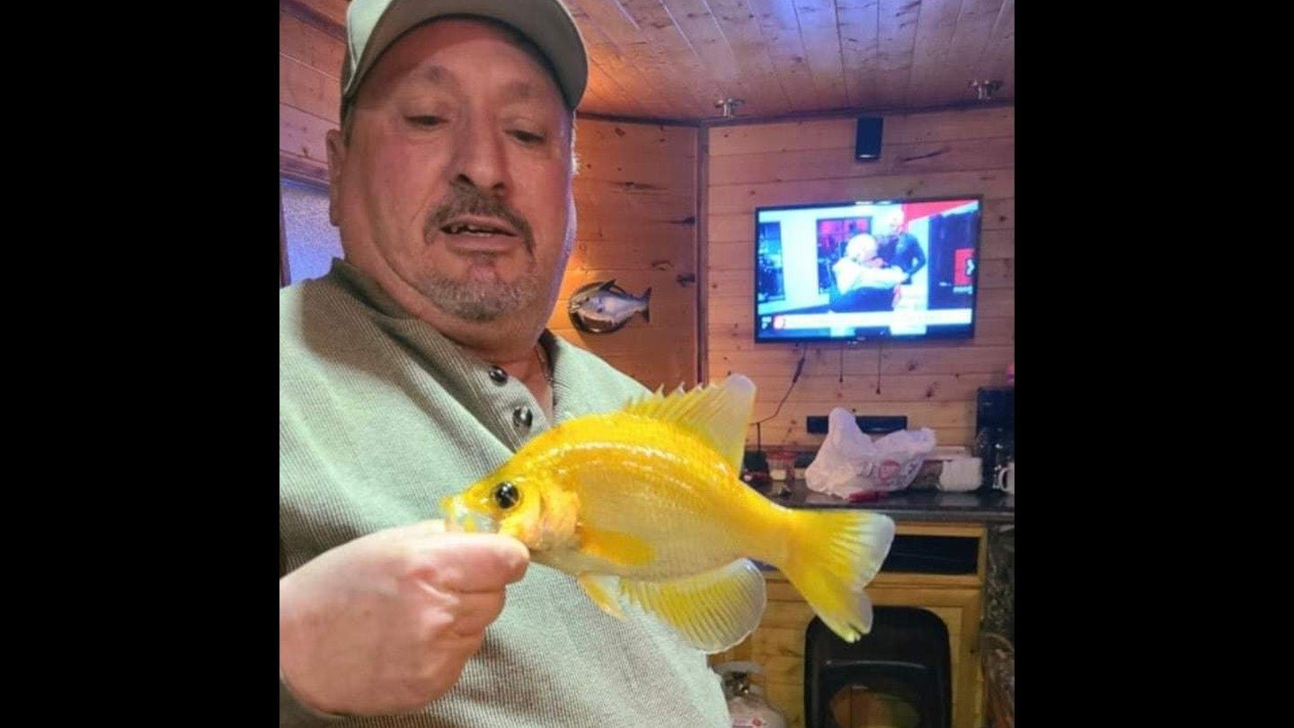Minnesota Ice Fisherman Catches Extremely Rare Golden Crappie