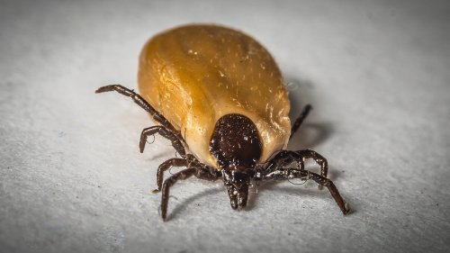 New Vaccine Developed By Massachusetts’ Doctor to Prevent Lyme Disease In Humans