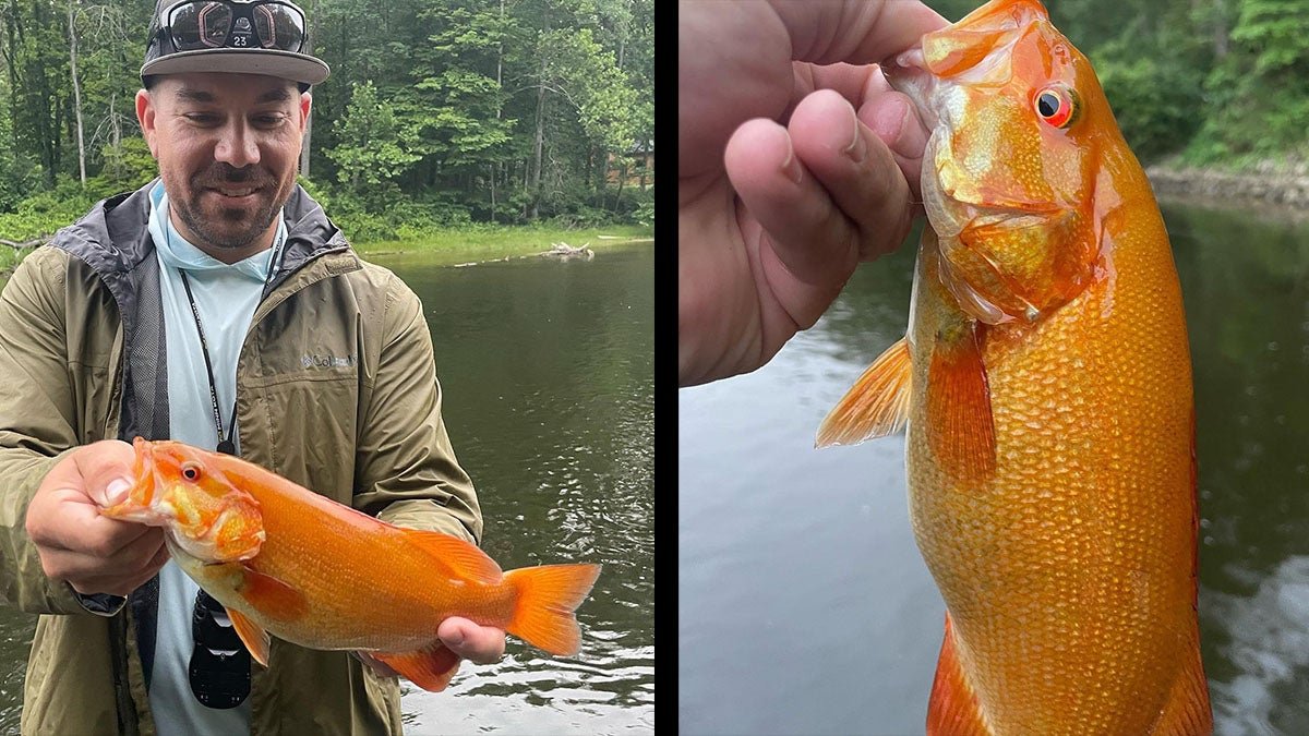 Michigan Angler Catches Rare Neon-Orange Xanthic Smallmouth Bass
