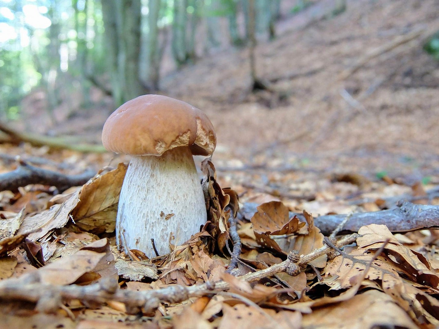 The 7 Safest Mushrooms to Forage and Eat