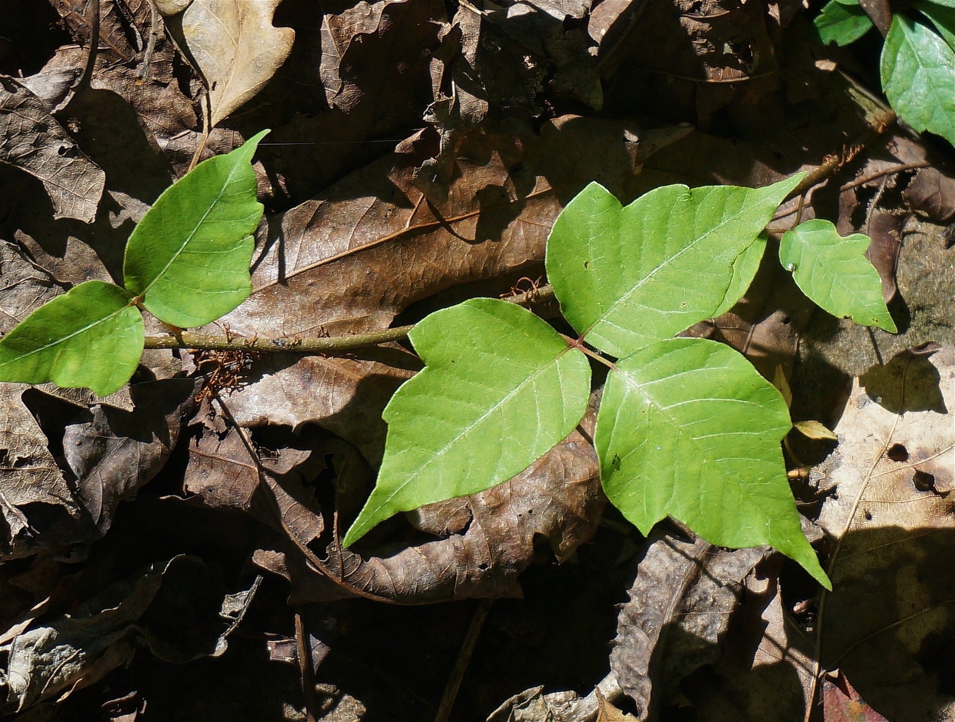 How to Treat Poison Ivy