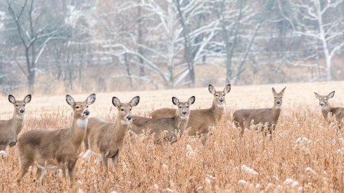 What Is a Group of Deer Called?