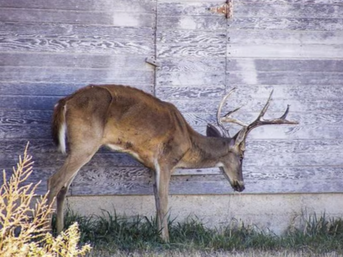 Study Suggest Two Hunters May Have Died After Consuming CWD-Infected Venison
