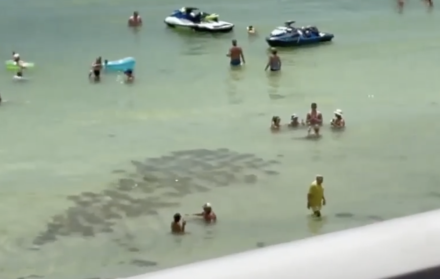 Video: A “Fever” of More Than 100 Stingrays Swarm Crowded Florida Beach