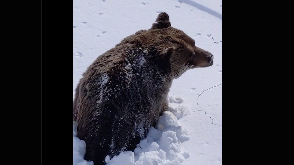 Watch: Grizzly Bear Caught on Video Emerging From Hibernation