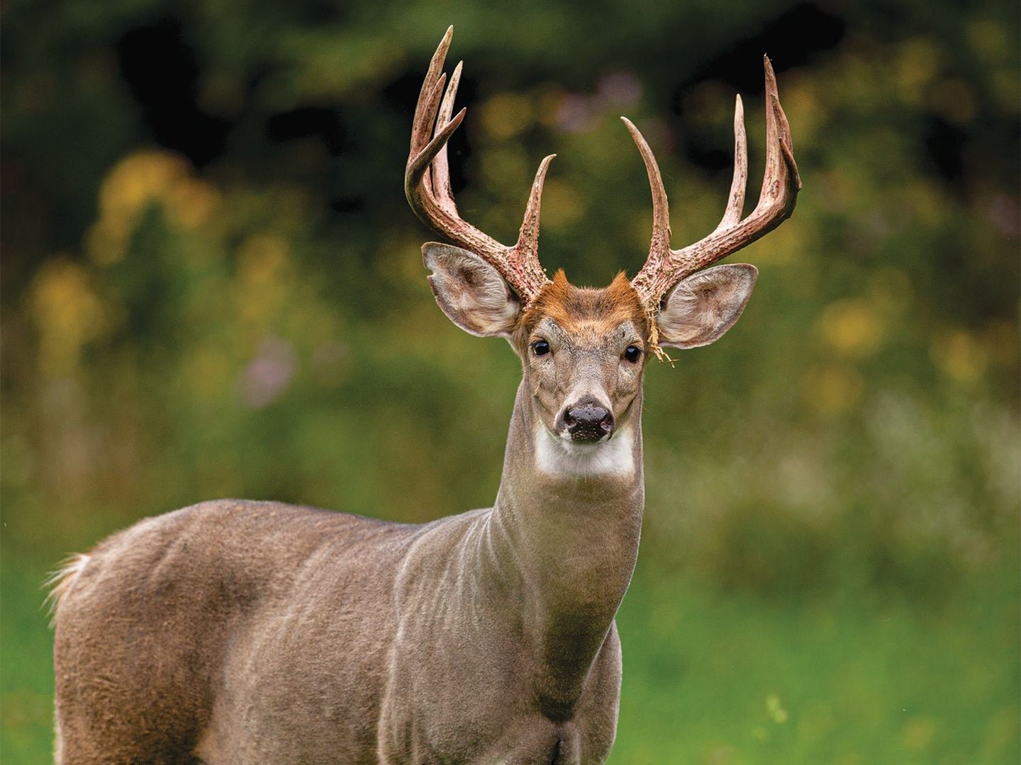 How to Plan the Perfect October Deer Hunt