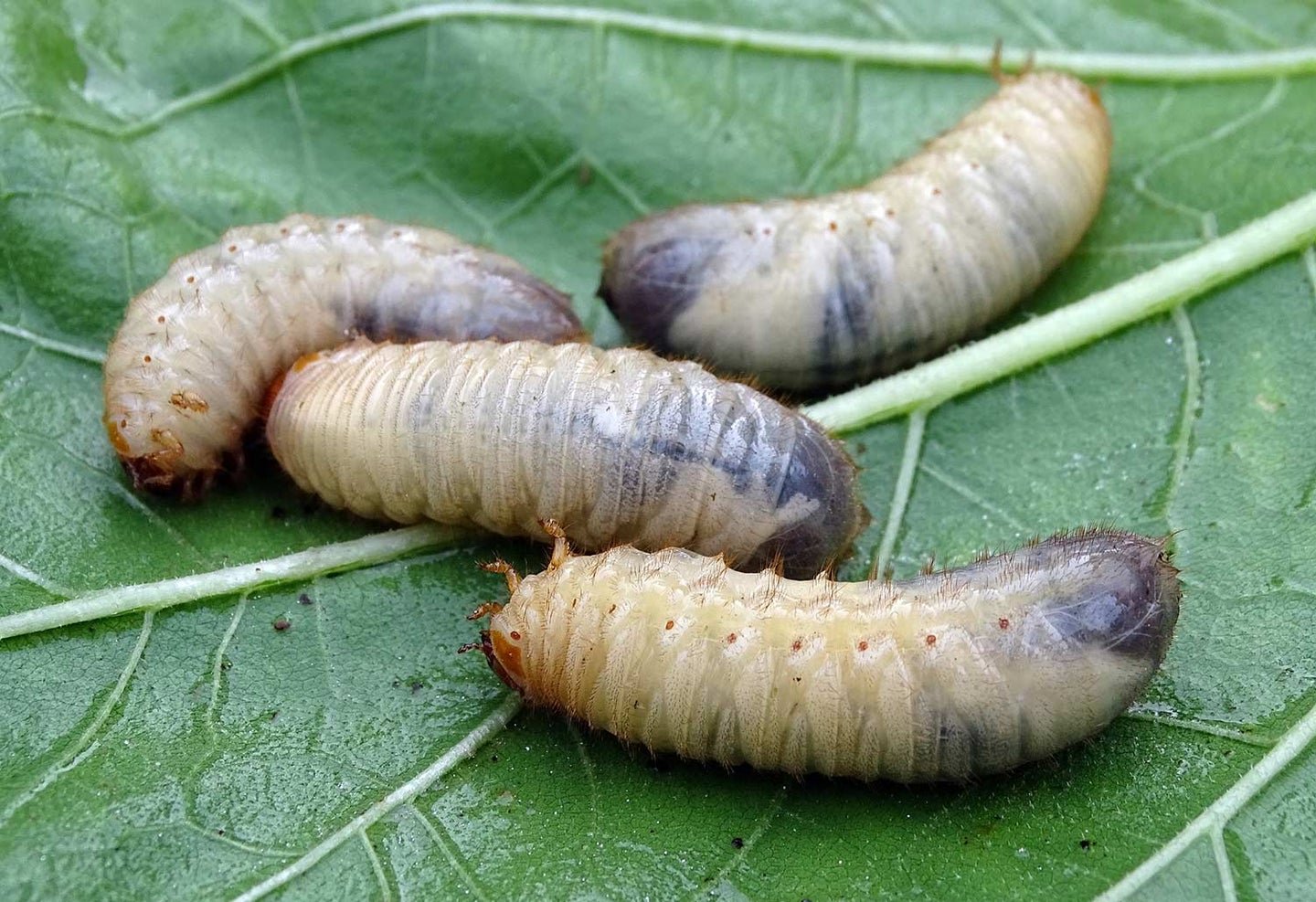 9 Bugs to Eat in a Survival Situation (And 4 You Want to Avoid)