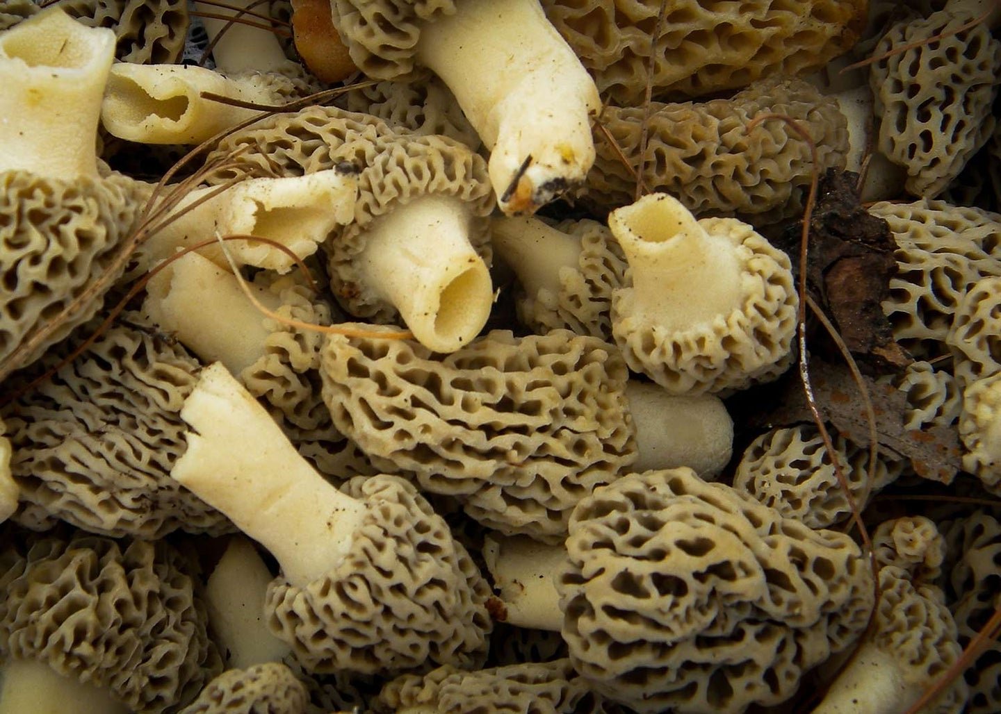 How to Find Morel Mushrooms This Turkey Season