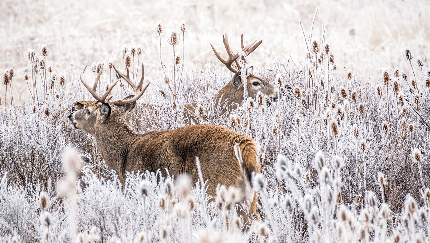 ENTER TO WIN F&S TRAIL CAMERA!