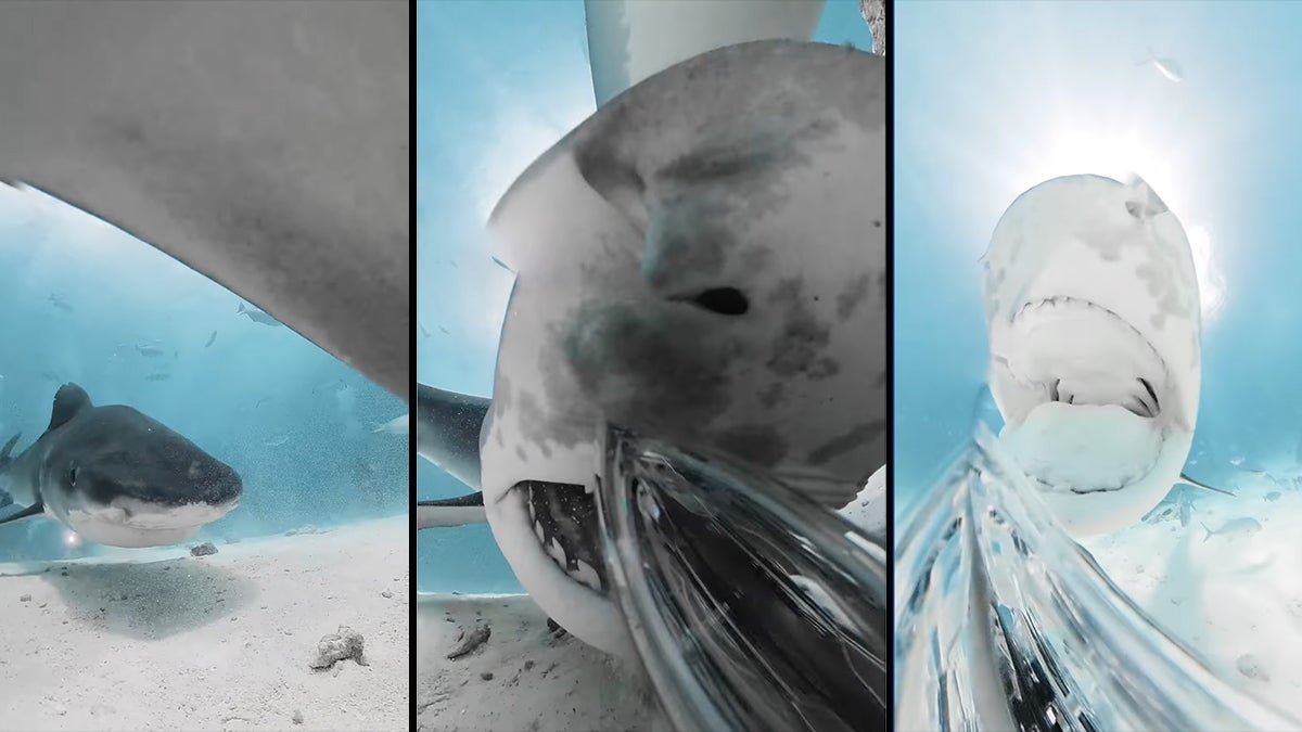 Viral video captures shark eating the camera  - cover
