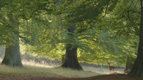VIDEO: Das Geheime Leben Der Bäume - Mutterbäume 'stillen' ihre Ableger