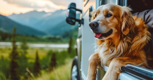 BARK Air Launches First Class Pet Flights (But At a Jaw Dropping Price)