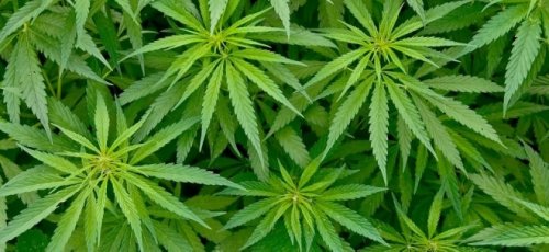 Experten sehen langfristig viel Potenzial für Cannabis-Sektor