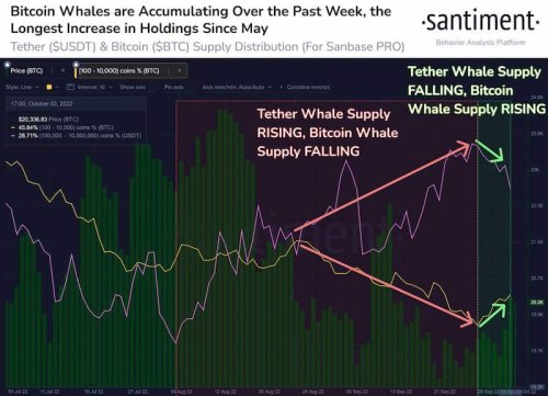 Bitcoin whales show ‘rare’ signs of sustained accumulation – what it indicates