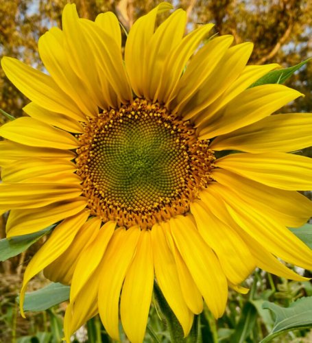 Tips for Preparing Your Garden to Thrive Through Summer Heat