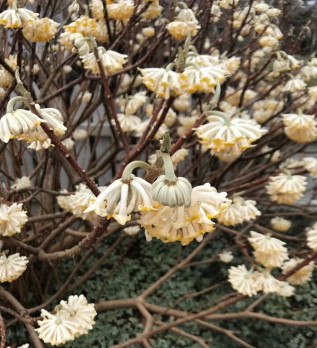 Edgeworthia Is a Winter Star for the Southeast