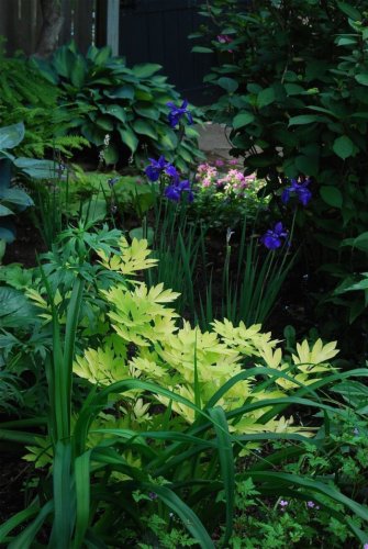 Inspired Plant Combinations