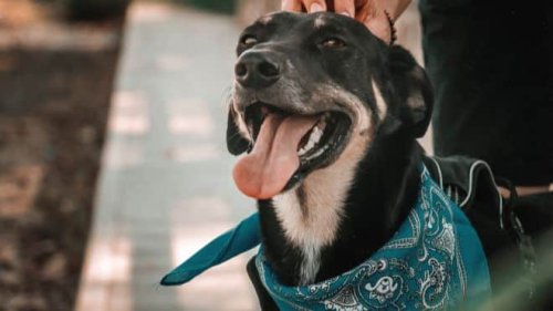 Cayuga County to host free rabies clinic for pets