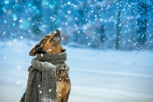How to Keep Your Pet Warm in the Bitter Cold