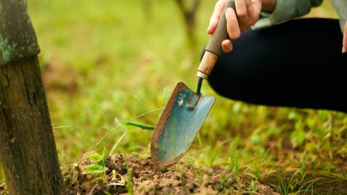 No Need to Toss Your Rusty Garden Tools: Here’s How to Clean Them According to Garden Experts
