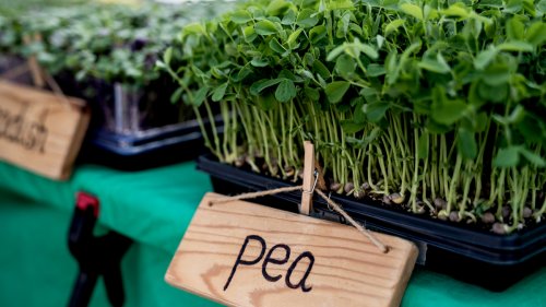 Eating Pea Shoots Can Reduce Your Risk of Heart Disease, Fight Inflammation, and Tame Allergies