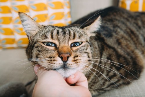 Scientists Discover a New Gesture That Will Help You Bond With Your Cat