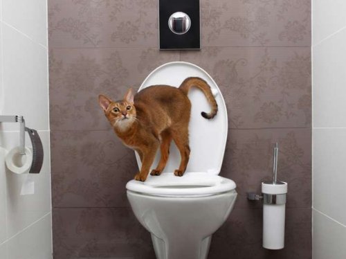 Why Do Cats Follow You Into the Bathroom All the Time?