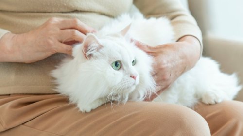 3 Quick Tips that Help Keep Your Cat Happy and Healthy
