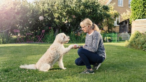 6 Life-Saving Commands You Should Teach Your Dog
