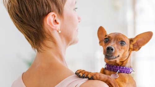 The Secret Lives of Little Dogs — What You Should Know as a Small Pet Owner