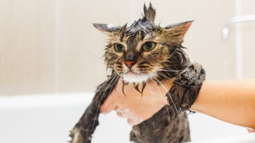 Feline Bathroom Etiquette: Get Your Cat Used to Water, Stop Toiletries From Being Toys, and More