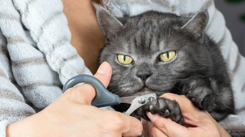 How to Trim Cat Nails: Vets Reveal the Secrets to Make It Stress-Free for Everyone