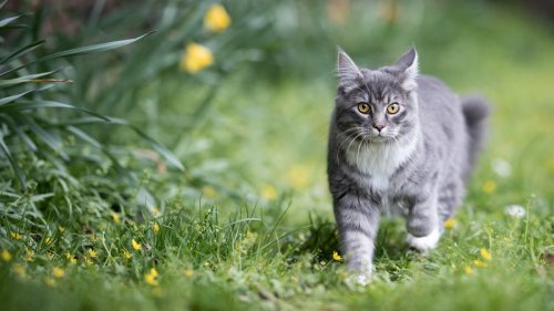 2 Simple Tricks to Stop Cats From Going to the Bathroom on Your Yard