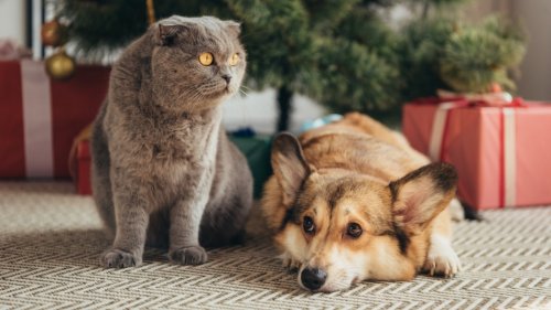 12 Fun (And Functional) Pet Gifts for the Holiday Season