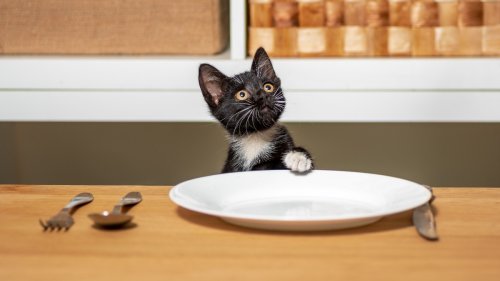 What Human Foods Can Cats Eat? Vet Shares the Best Picks + 9 You Should Always Avoid
