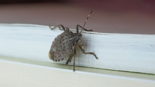 Stink Bugs Are Not Harmless — Here's How To Stop a Chemical Burn and