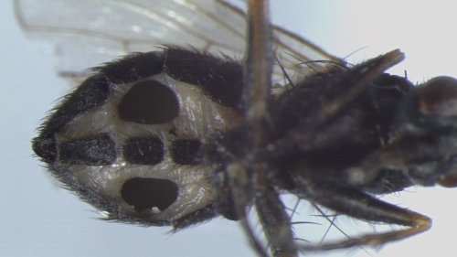 Scientists discover two new species of fungi that dope its host flies- Technology News, Firstpost