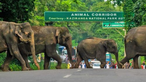 Artificial highlands in Assam's Kaziranga aren't a ‘real’ solve for protecting the ecosystem
