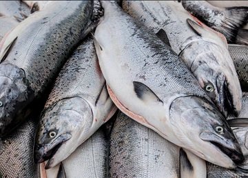 Bodega Bay salmon fishing ‘very productive’ so far this season