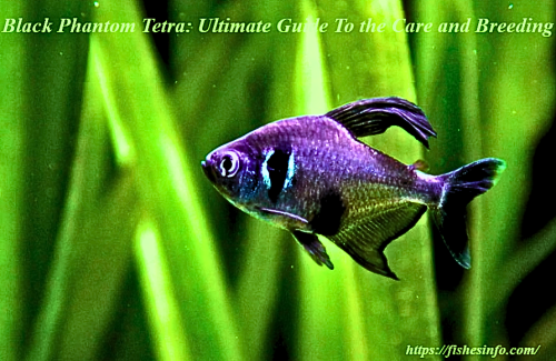 Black Phantom Tetra: Ultimate Guide To the Care and Breeding