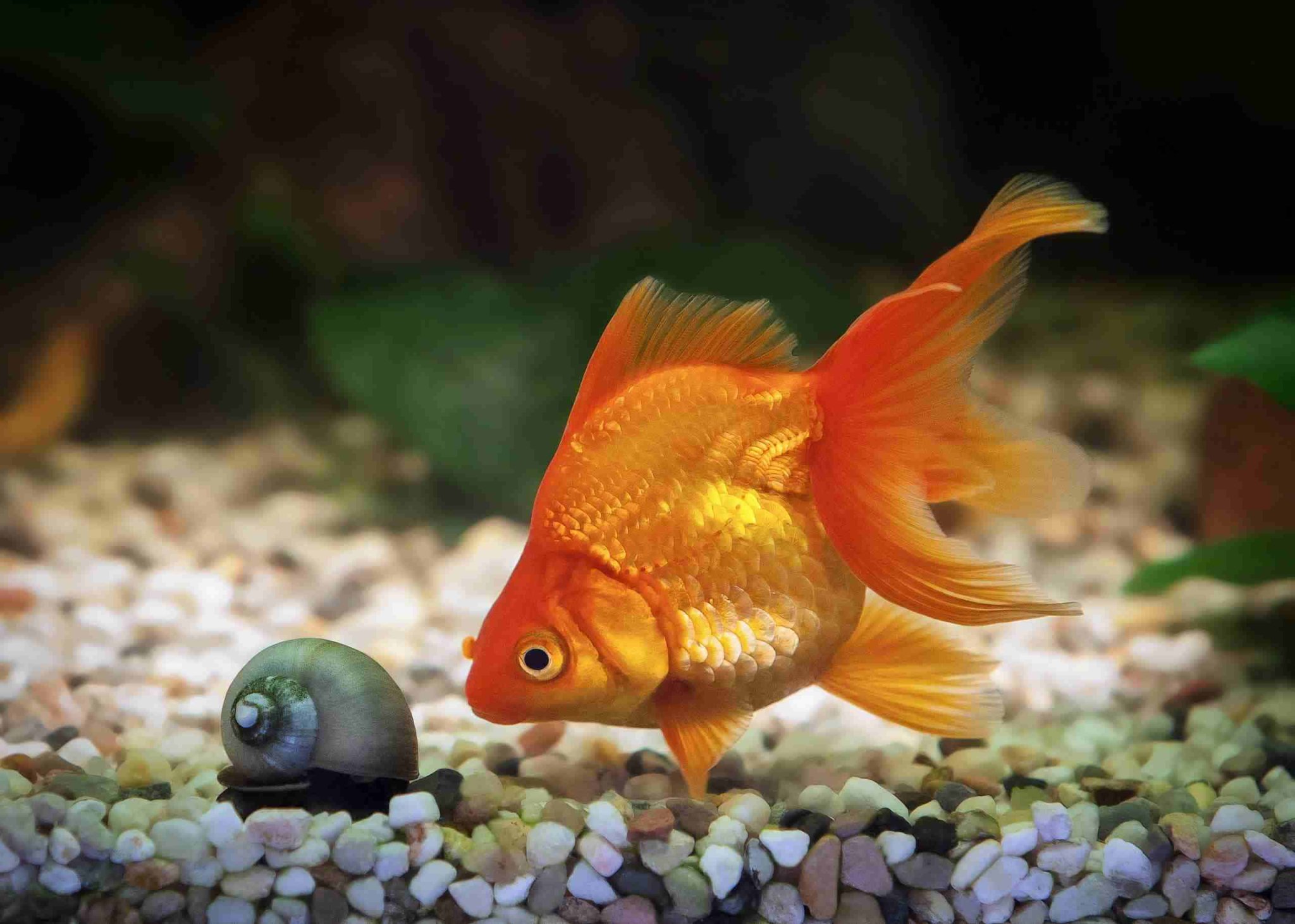 Aquarium & Fish Care (Freshwater) | @Fishkeeping4334