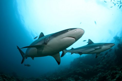 Hai-Proteine könnten in Zukunft vor Corona-Varianten schützen