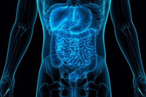 Leaky Gut – wenn der Darm „löchrig“ wird, drohen ernste Erkrankungen