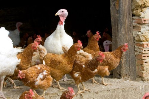 Steht die nächste Pandemie bevor? Vogelgrippe-Risiko für Menschen wächst