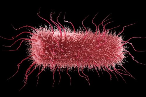 Bakterien – von lebensnotwendig bis krankheitserregend