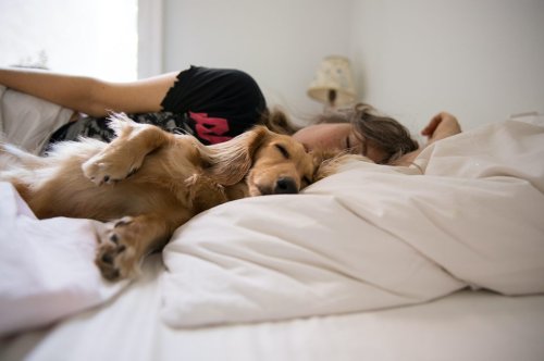 Wie sich das Haustier im Bett auf den Schlaf auswirkt