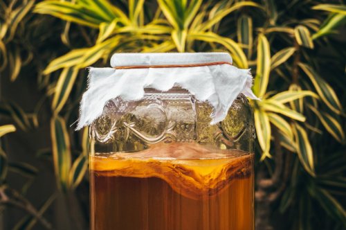 Die vielfältige Wirkung und richtige Zubereitung von Kombucha-Tee